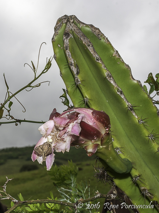 Cereus alacriportanus