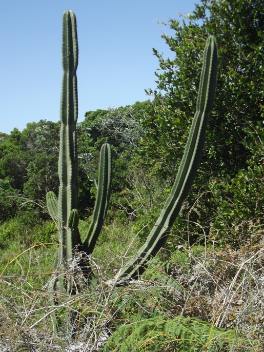 Cereus alacriportanus