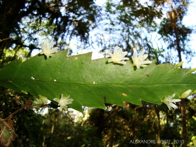 Lepismium houlletianum