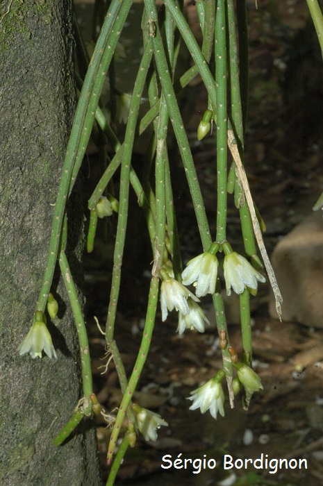 Lepismium lumbricoides