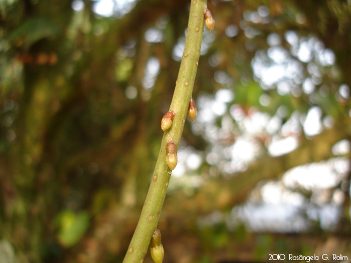 Lepismium lumbricoides