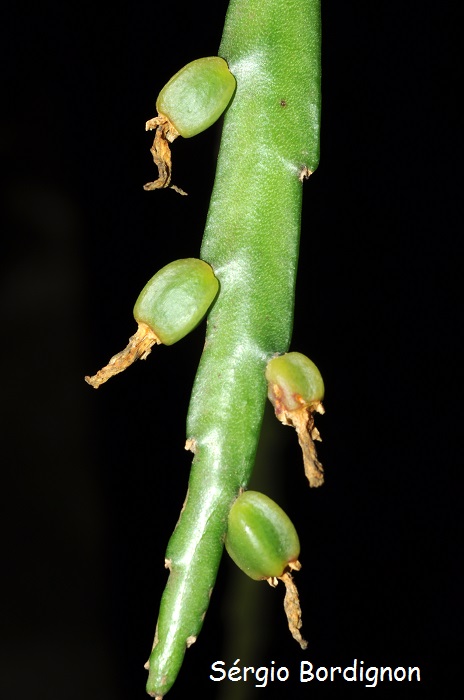 Lepismium warmingianum