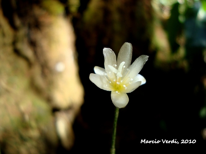 Rhipsalis campos-portoana