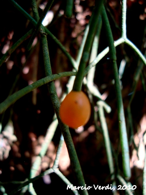 Rhipsalis campos-portoana