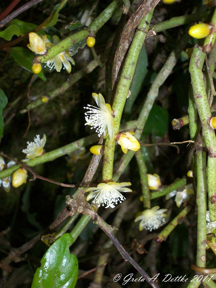 Rhipsalis floccosa