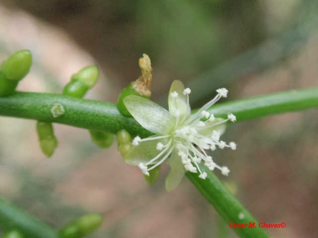 Rhipsalis teres