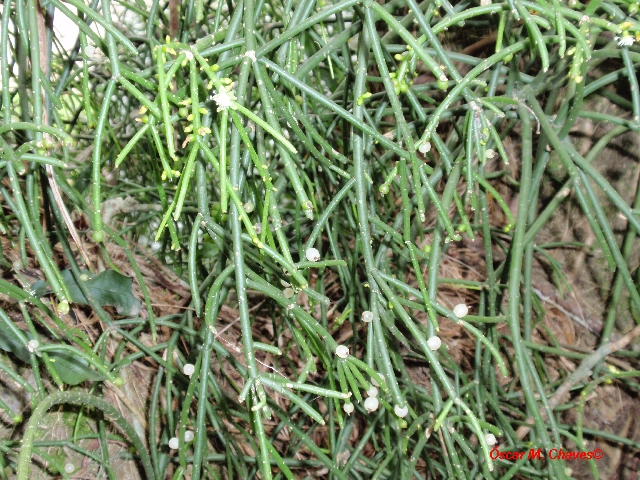 Rhipsalis teres