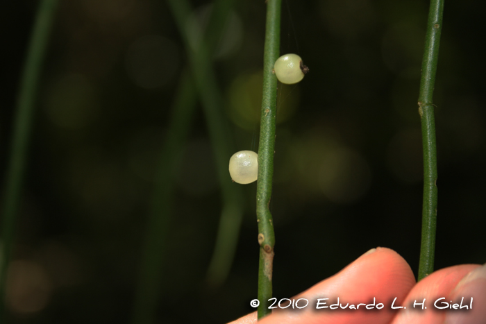 Rhipsalis teres