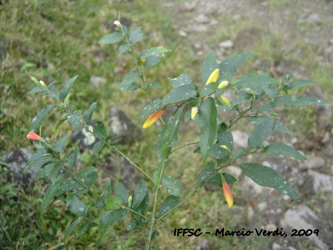 Justicia floribunda