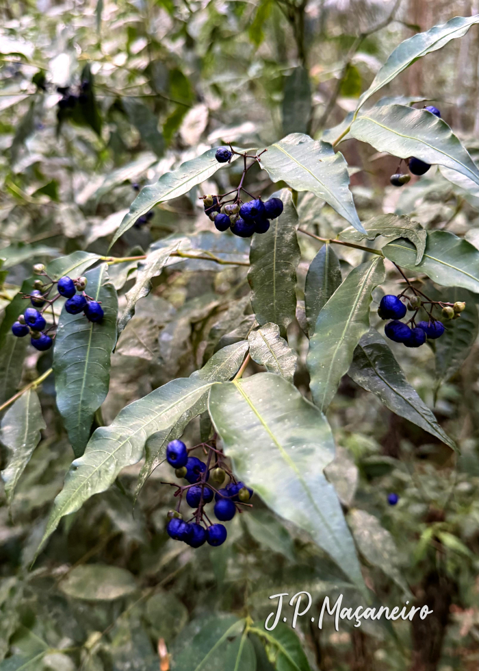 Psychotria leiocarpa