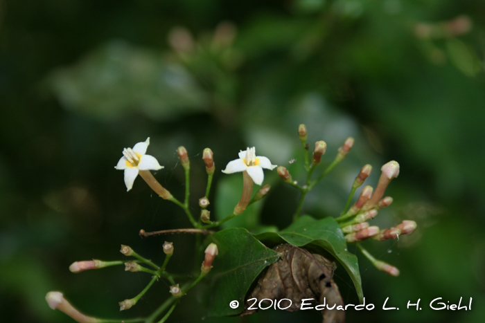 Psychotria leiocarpa