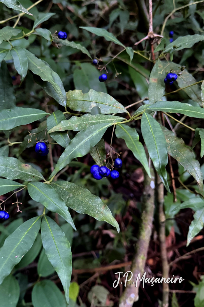 Psychotria leiocarpa
