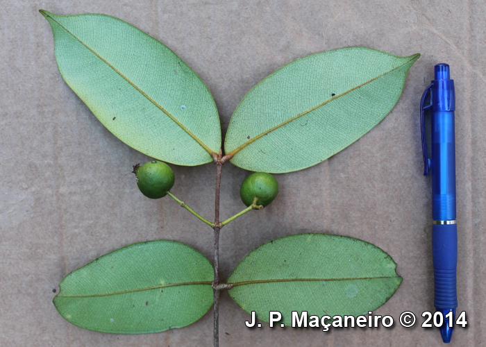 Myrcia eugeniopsoides