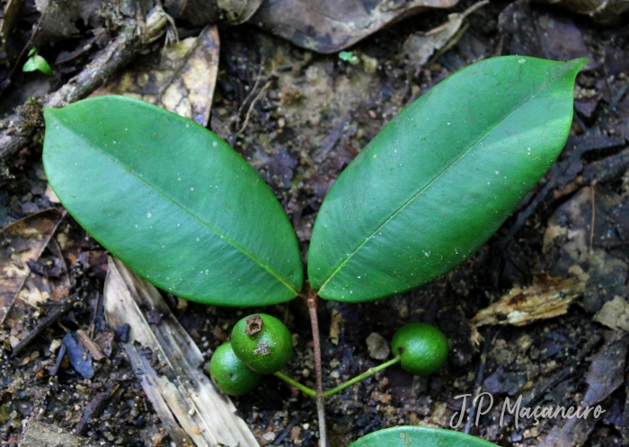 Myrcia eugeniopsoides