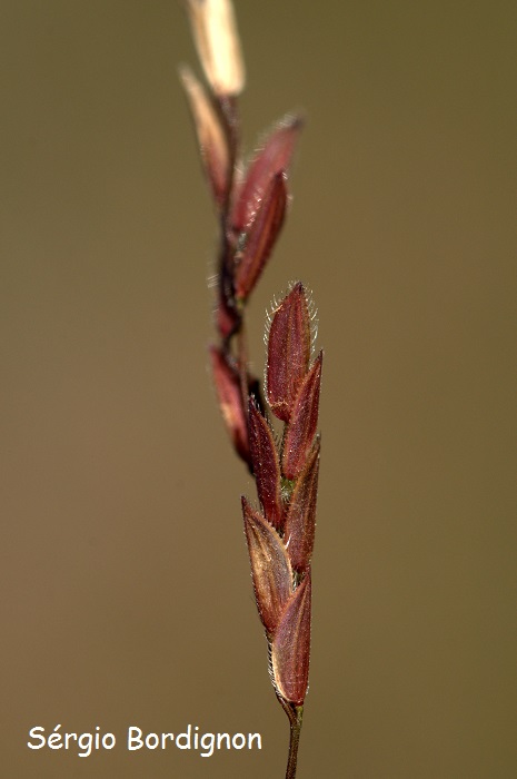 Leersia hexandra