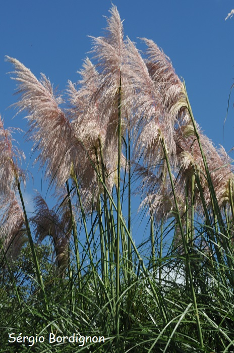 Cortaderia selloana