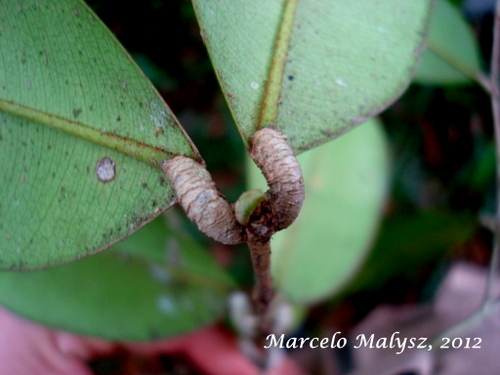 Marlierea eugeniopsoides