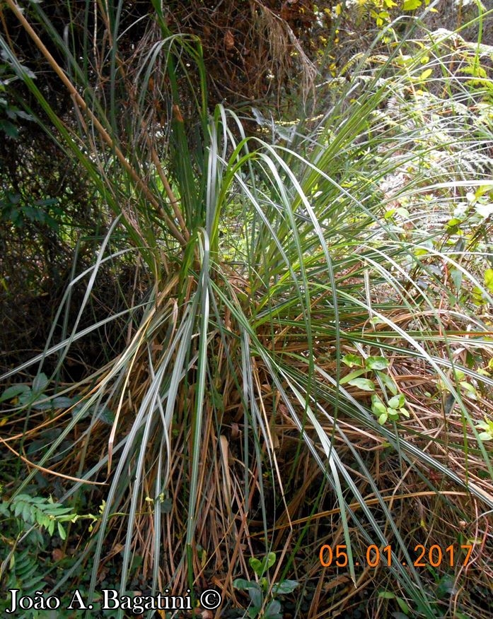 Cortaderia selloana