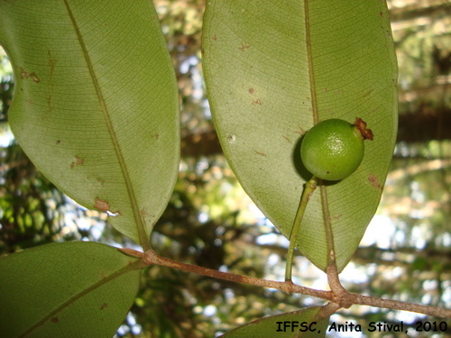 Marlierea eugeniopsoides