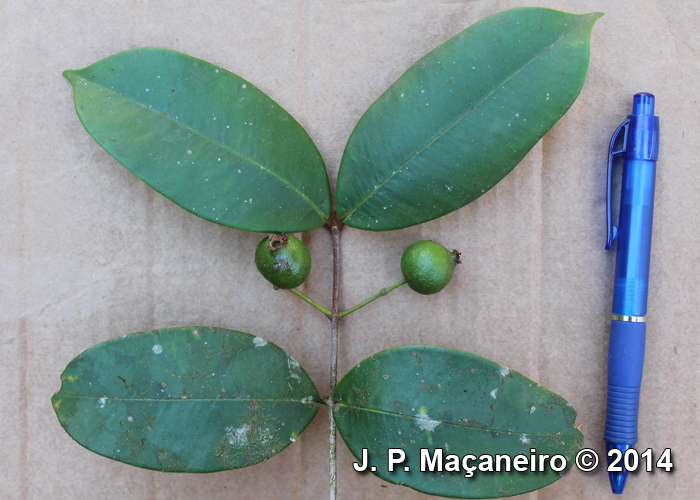 Myrcia eugeniopsoides