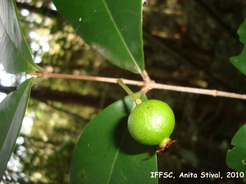 Marlierea eugeniopsoides