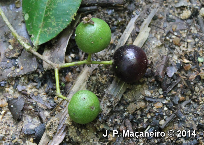 Myrcia eugeniopsoides