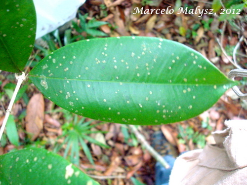 Marlierea eugeniopsoides