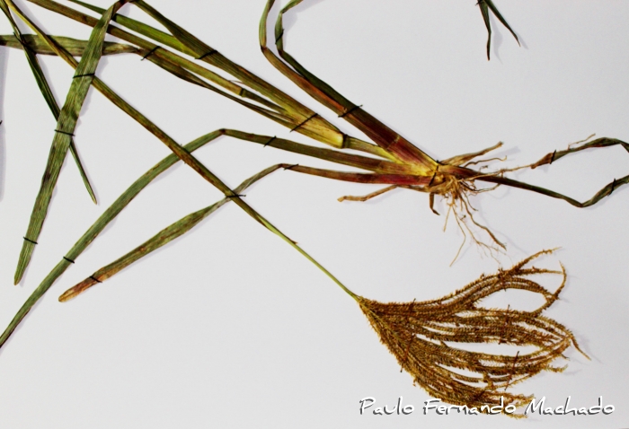 Eustachys distichophylla