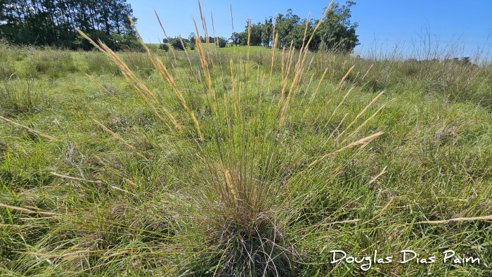 Aristida laevis