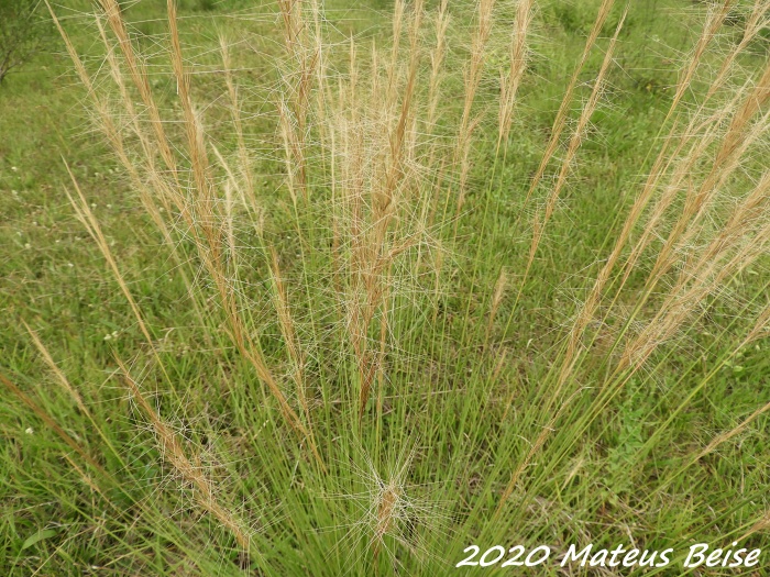 Aristida laevis