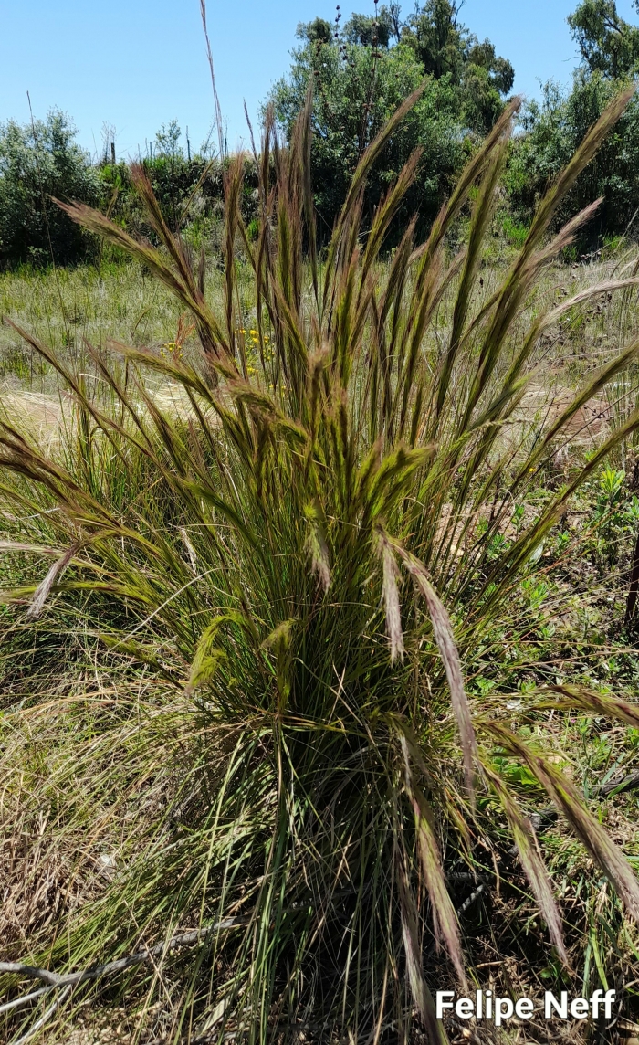 Aristida laevis