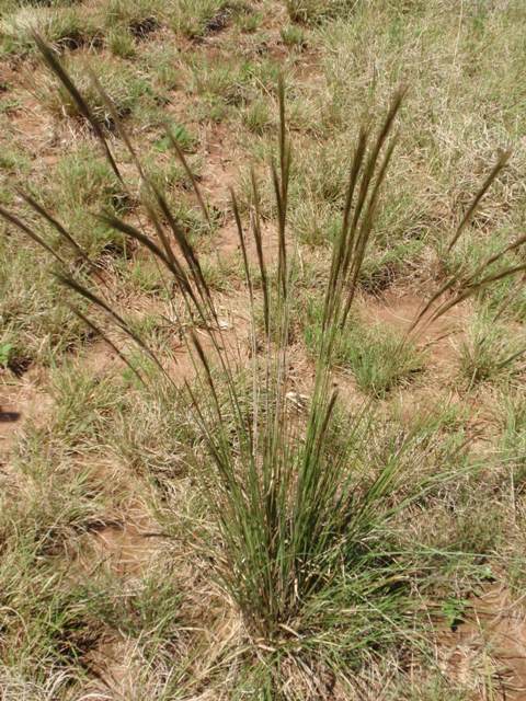 Aristida laevis