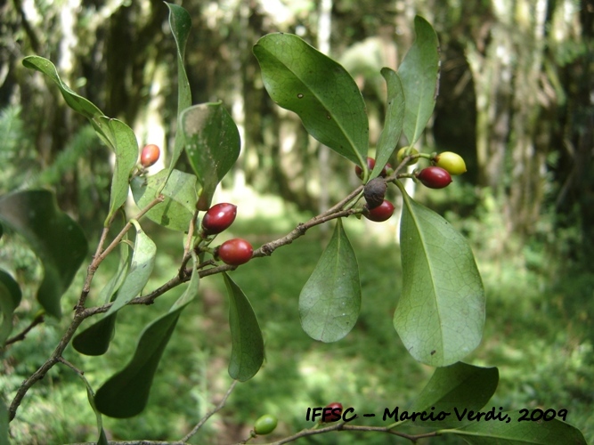 Cinnamodendron dinisii