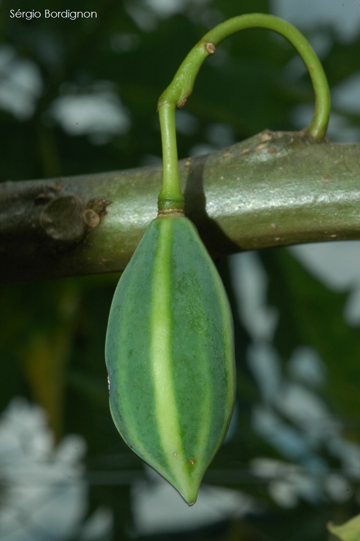 Vasconcellea quercifolia