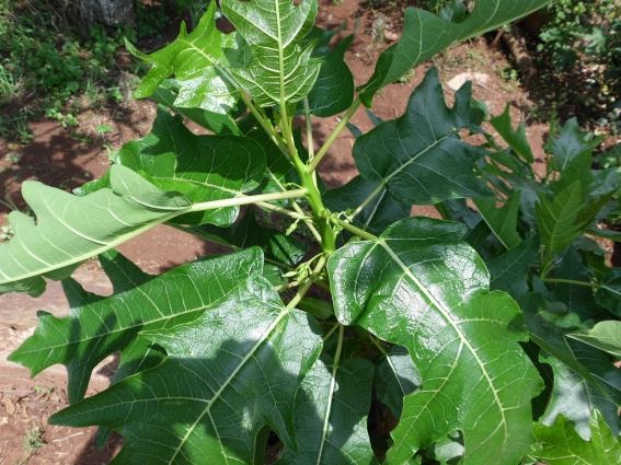 Vasconcellea quercifolia