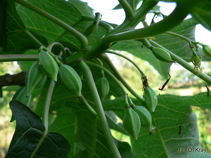 Vasconcellea quercifolia