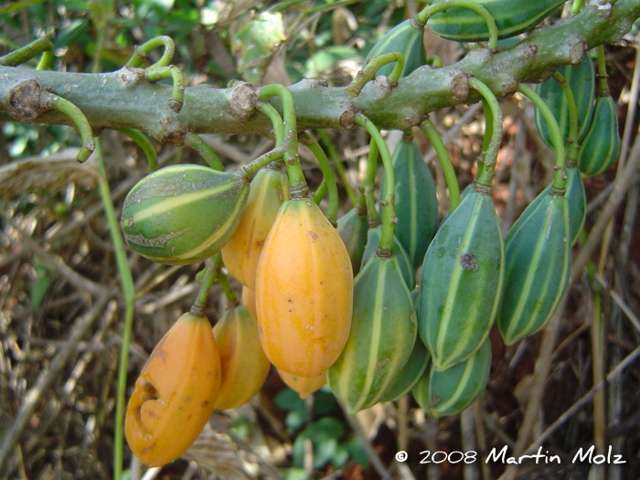 Vasconcellea quercifolia