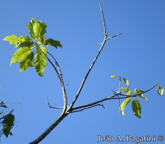 Vasconcellea quercifolia