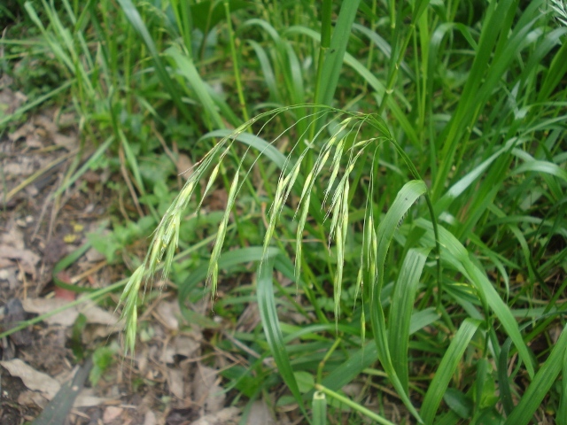 Bromus catharticus