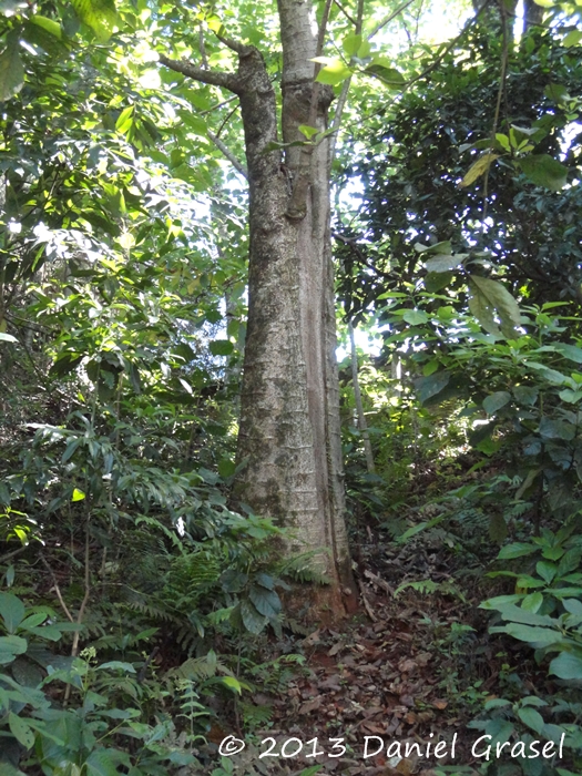 Vasconcellea quercifolia