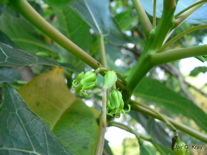 Vasconcellea quercifolia