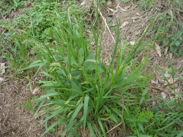 Bromus catharticus