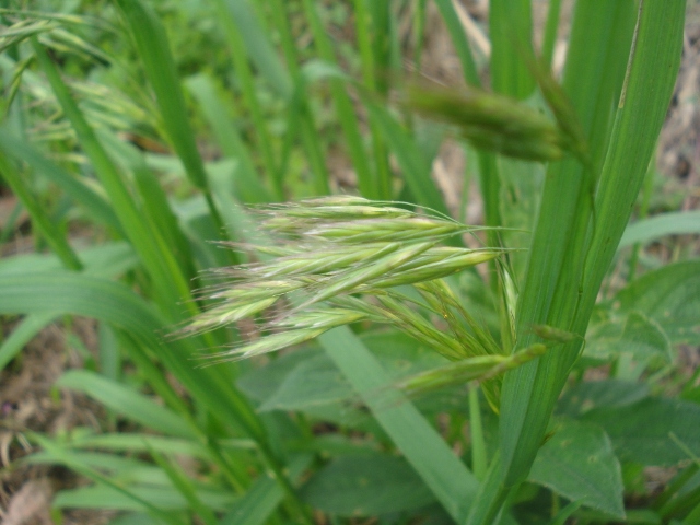 Bromus catharticus