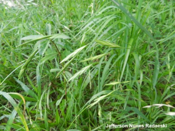 Bromus catharticus