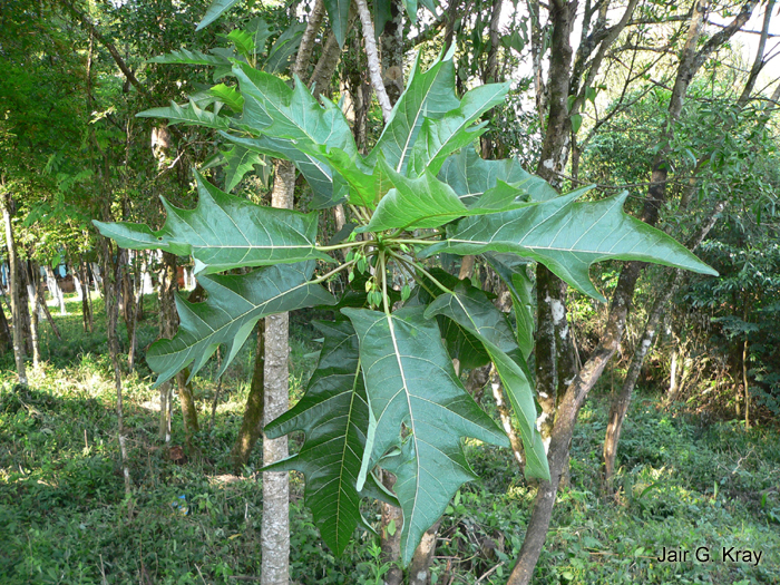 Vasconcellea quercifolia