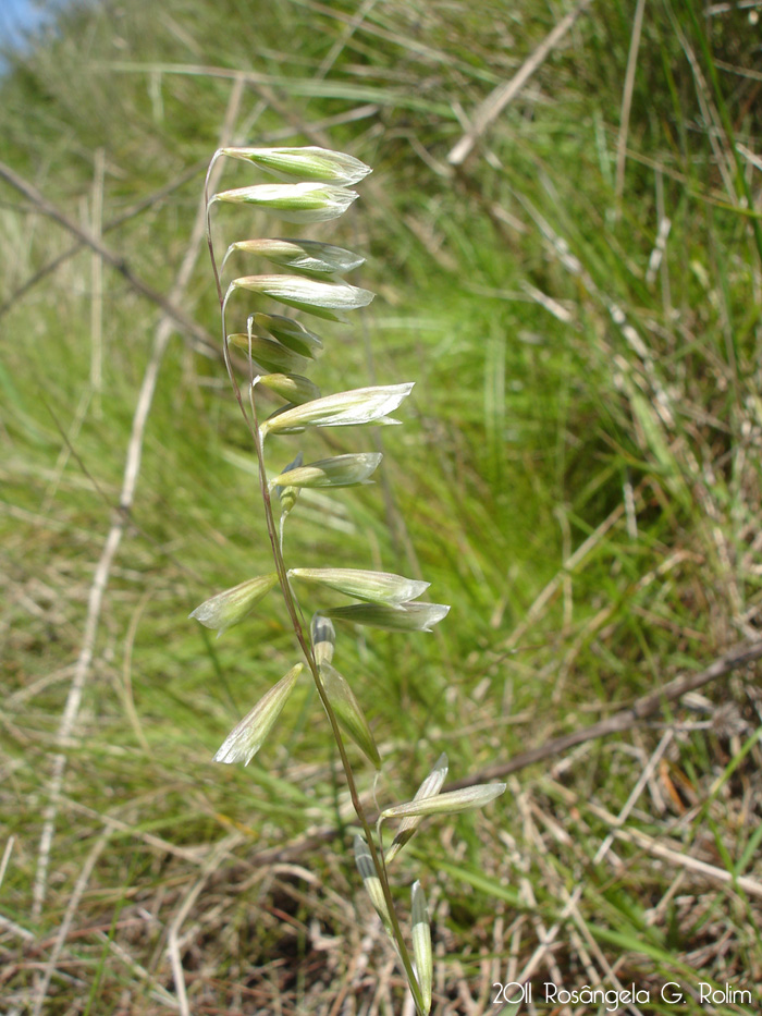 Melica brasiliana