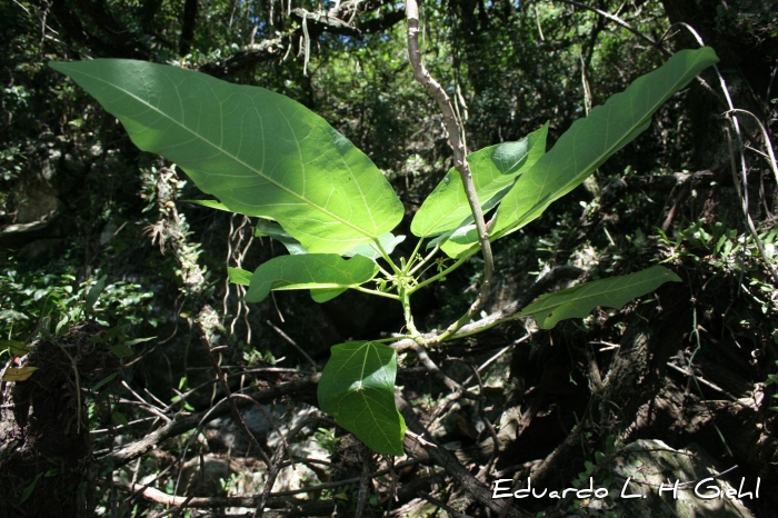 Vasconcellea quercifolia