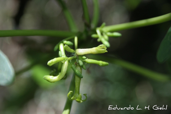 Vasconcellea quercifolia