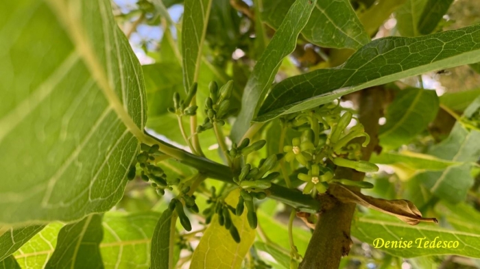 Vasconcellea quercifolia