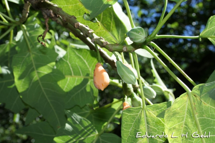 Vasconcellea quercifolia